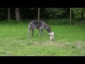 Jack Russell Terrier - Jack Russell Terrier and Irish Wolfhound playing