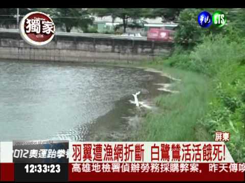 養殖業者布網 白鷺鷥受困餓死
