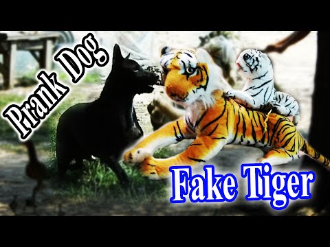 TOP 4 Fake Tiger Vs Prank Sleep Dog   Try not to lough   Must Watch 2021