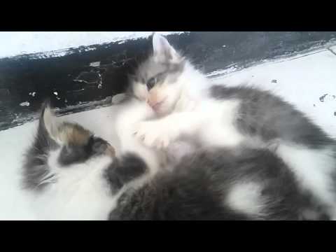 Micel and cumal cat cute