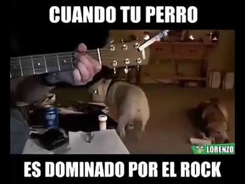 Perro rockero