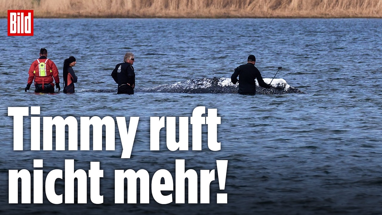 🔴 Tag 28 – Läuft den Helfern von Ostseewal Timmy die Zeit davon? | BILD LIVE