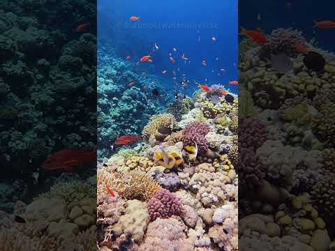 Coral reef 🪸 Red Sea 🌊 Egypt 🇪🇬 #coralreef #underwater #fish #ocean #aquarium #nature #egypt