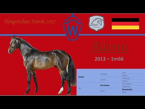 Adonis Hengstschau Krüsterhof 2017