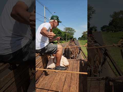 PEGUEI CARONA NA CARROÇA ALTONIA PR #carroça #turismo