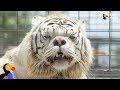 White Tigers Aren T A Real Species The Dodo
