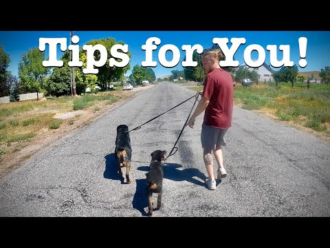 How To Walk / Leash Train Rottweiler Dogs 