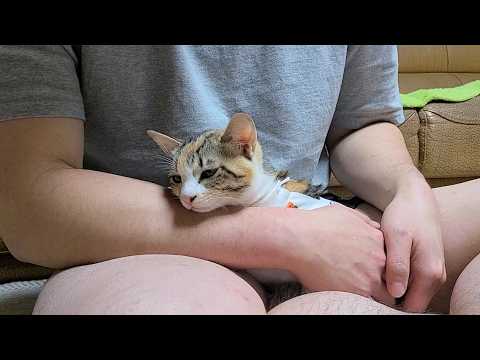 아픈 고양이를 돌봐주면 생기는 일