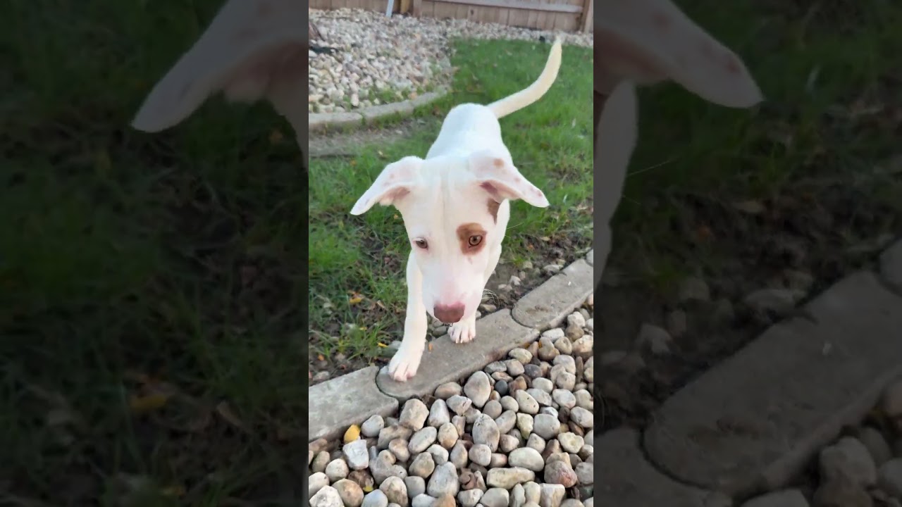 Enlarge Anna, a Adoptable mixed breed in Bourbonnais, IL video 6/6