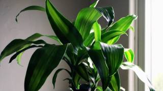 Au Revoir Simone - Lark (Official Music Video)