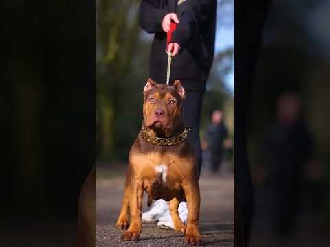 #pitbull #dog #puppy #doglover #youtubeshorts #watsappstatus #shorts #follow