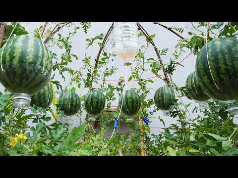 You just need to do this way watermelon will be very succulent sweet grow watermelon in pallets