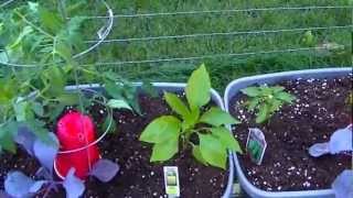 preview picture of video 'Rain Gutter Grow System Garden Backus MN 6-16-2012'