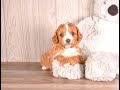 Cavapoo dogs for sale: Tony - Video 1