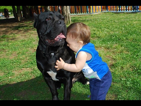 אוסף רגעים חמודים במיוחד של ילדים קטנים וכלבים ענקיים