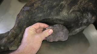 "Lucian" - Mangoworms: My fault this time!