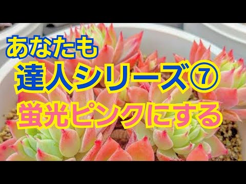 あなたにぴったりの屋外開花多肉植物はどれですか?あなたの庭を明るくする5つの可能性!  庭園