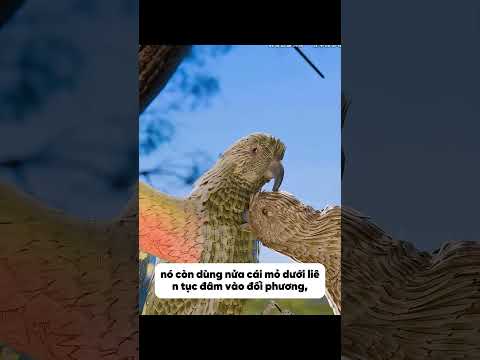 Chú chim tự chế mỏ giả từ viên sỏi và cái kết bất ngờ! - Bin Mlim #hoathinh #hoathinhtrungquoc
