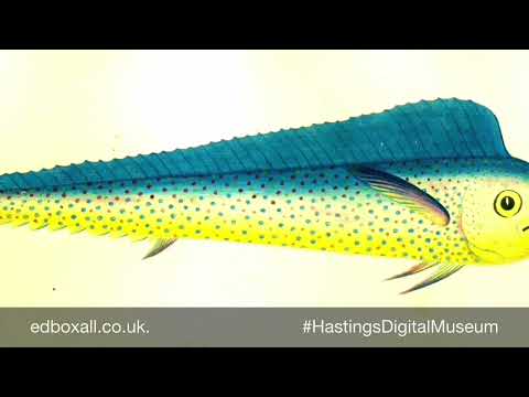 Mermaids and merrows