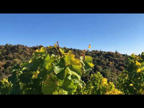 Vitis vinifera: short history of wine