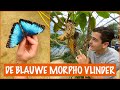 De geheimen van 1 van de grootste vlinders ter wereld! | DierenpraatTV