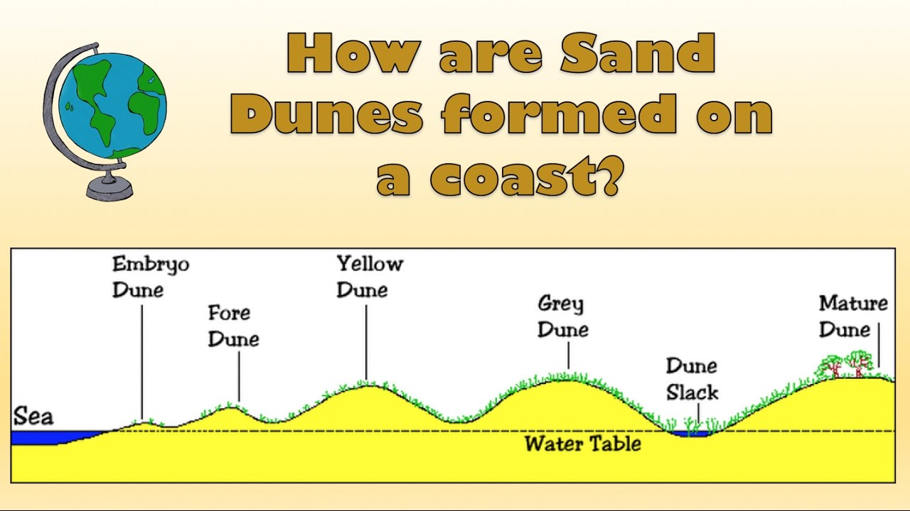 How are Sand Dunes formed on a coast? - Labelled diagram and explanation
