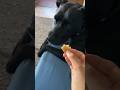 The child knows how to leave it #dog #misha #dogbones #bones #dogfood #cute ￼