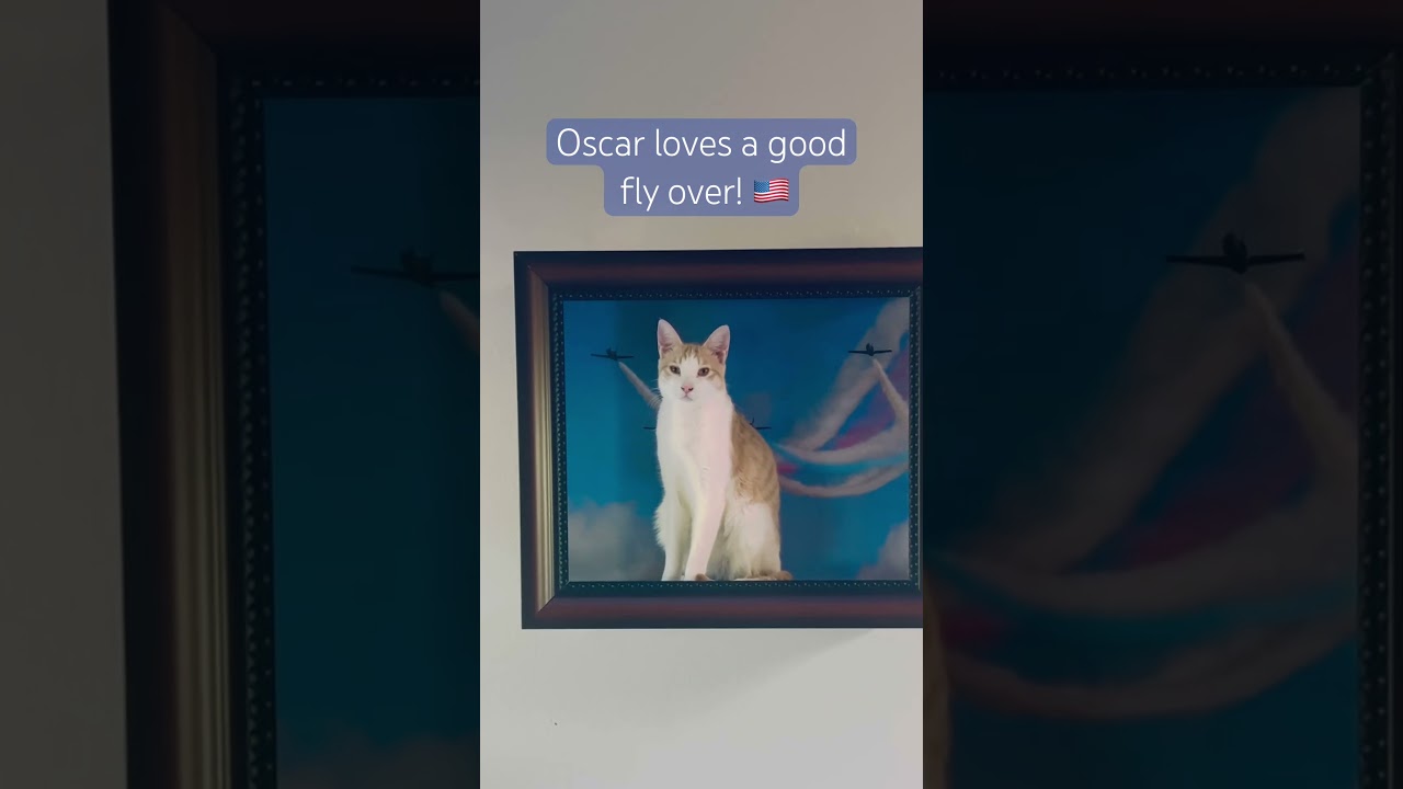 Enlarge Oscar, a ADOPTABLE mixed breed in Santa Clarita, CA video 2/5