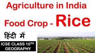 Food crop - RICE | Agriculture in India | ICSE class 10th Geography