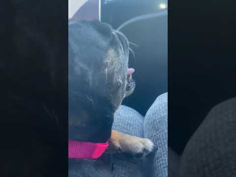 Vetco Clinics - My dog almost died