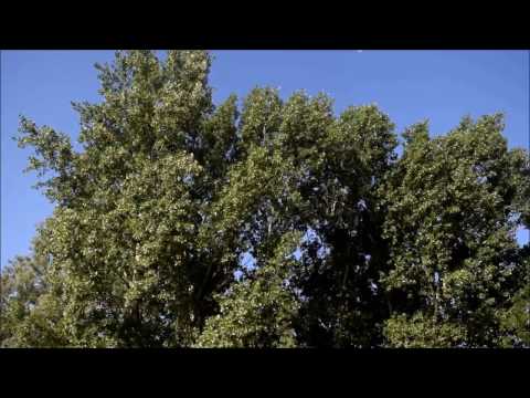 Trespassers William - In A Song