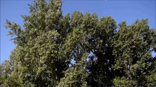 Trespassers William - In A Song