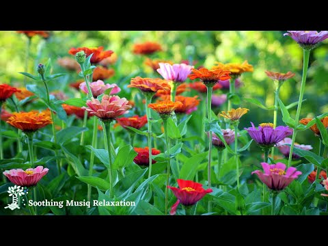 🔴 Beautiful Relaxing Music for Stress Relief ~ Calming Music ~ Meditation, Relaxation , Spa Music