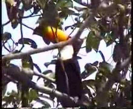 Brasil moments - Pantanal four