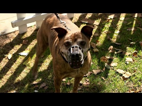 The Dog Who Ripped Up a Jaguar | Louis Theroux's LA Stories: City of Dogs | BBC Studios