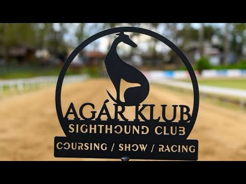 FCI Windhound Championship 2023 - Isaszeg Agarpalya