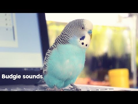 Budgie Sounds Meaning