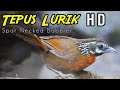 Suara Pikat Tepus Lurik Gacor Sangat Jernih Spot Necked Babbler