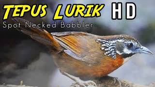 Download lagu Suara Pikat Tepus Lurik Gacor Sangat Jernih - Spot Necked Babbler mp3 Download lagu Suara Pikat Tepus Lurik Gacor Sangat Jernih - Spot Necked Babbler mp3