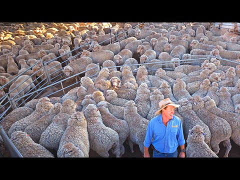 The Art of Raising 1 Million Merino Sheep in Australian Outback - Sheep Farming Uncovered