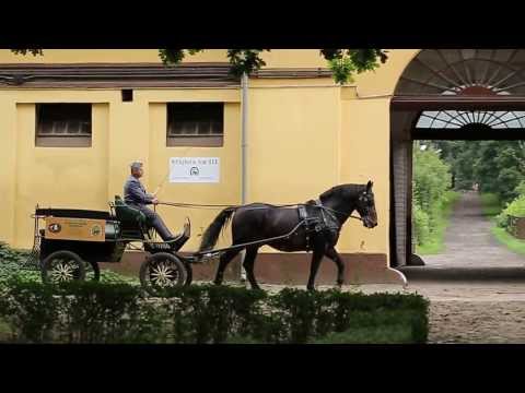 Prezentacja Stado Ogierów Sieraków 2013