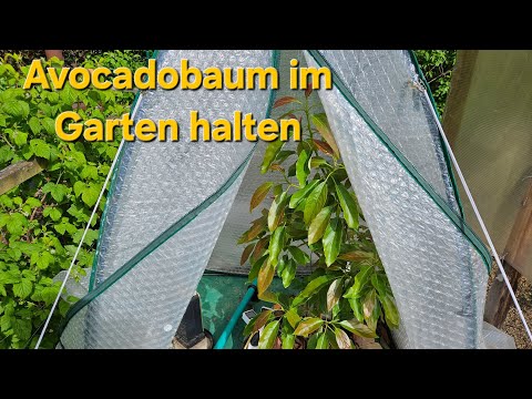 Planted avocado tree. Spring update. How did the plant survive the winter?