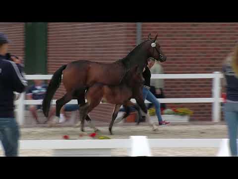 Fohlenbörse v. Millennium x Fidertanz/Dimaggio,      Stutenbörse v. Fidertanz x Dimaggio/Don Gregory