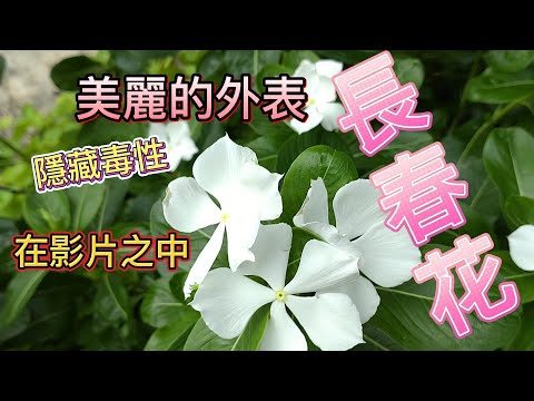 白花日日春的功效