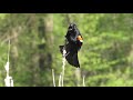 Red winged blackbird call