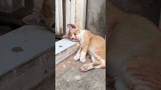 Download lagu story wa kucing sedih | kucing sad shorts #shorts #story #storywa #storysad # mp3 Download lagu story wa kucing sedih | kucing sad shorts #shorts #story #storywa #storysad # mp3