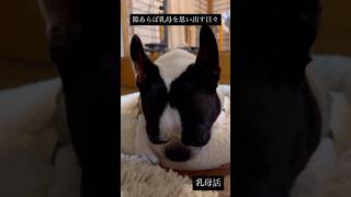 この犬、寝る前に赤ちゃんになります #ボストンテリア