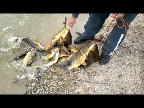 pescarii din stancea