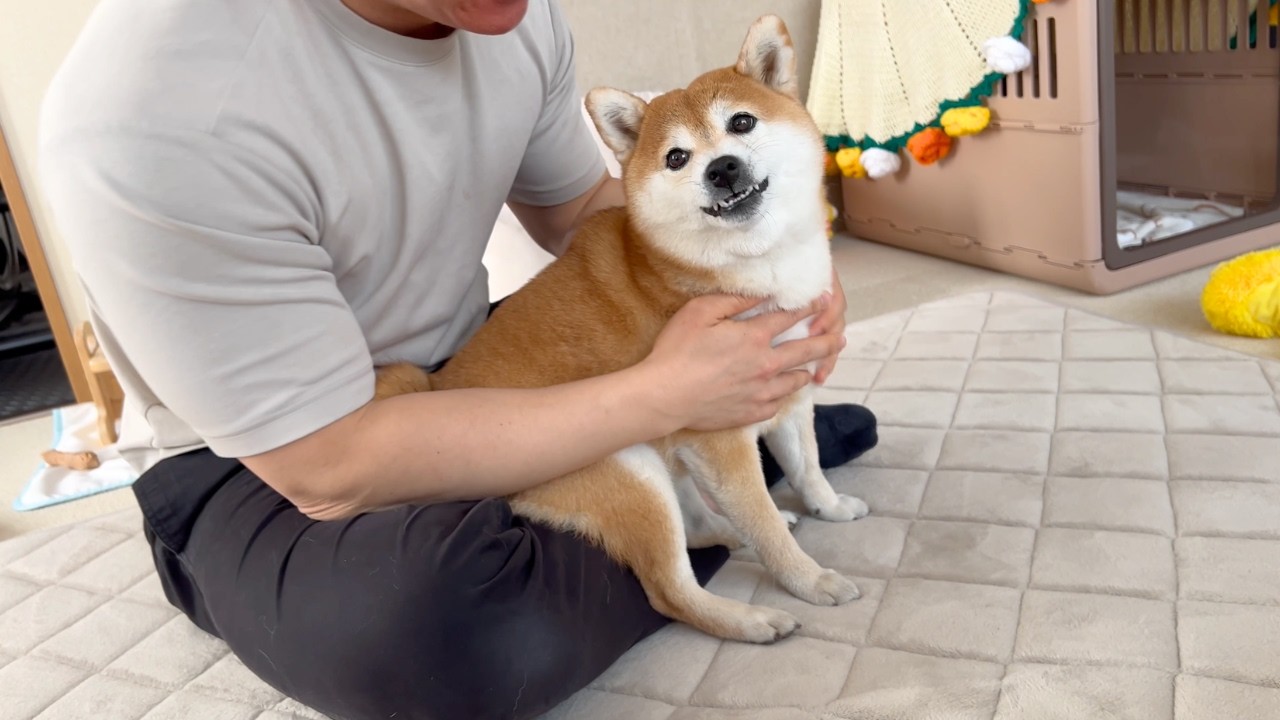 注目を一身に浴びていたい柴犬の前でTVを見た瞬間に…