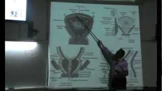 Dr.Ahmed El-Zeiny - Pelvis #3 - "Urethera" - Part 1
